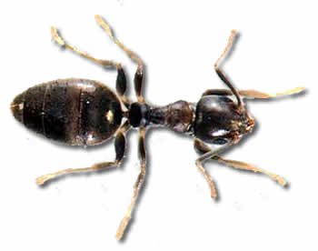 White Footed Ant