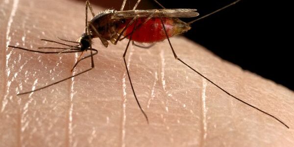 Viral mosquito-borne disease lands in Broward County