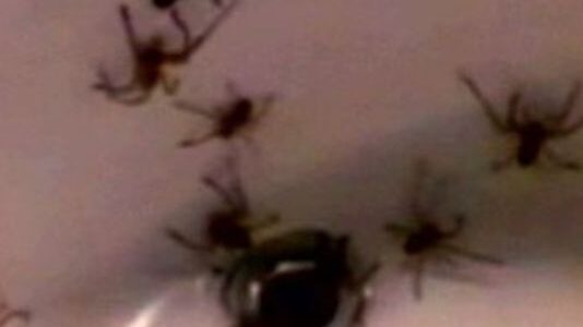 Venomous spiders force family to abandon home