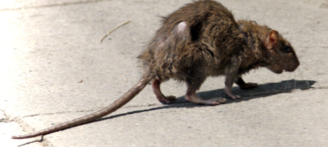 Rat population on rise in the Berkshires