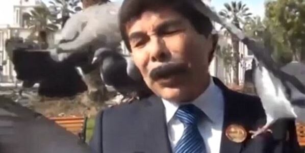Pigeons photobomb mayor giving an interview about pest control