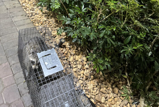 When Raccoons Take Over: One Woman’s Nightmare & How Humane Removal Can Help