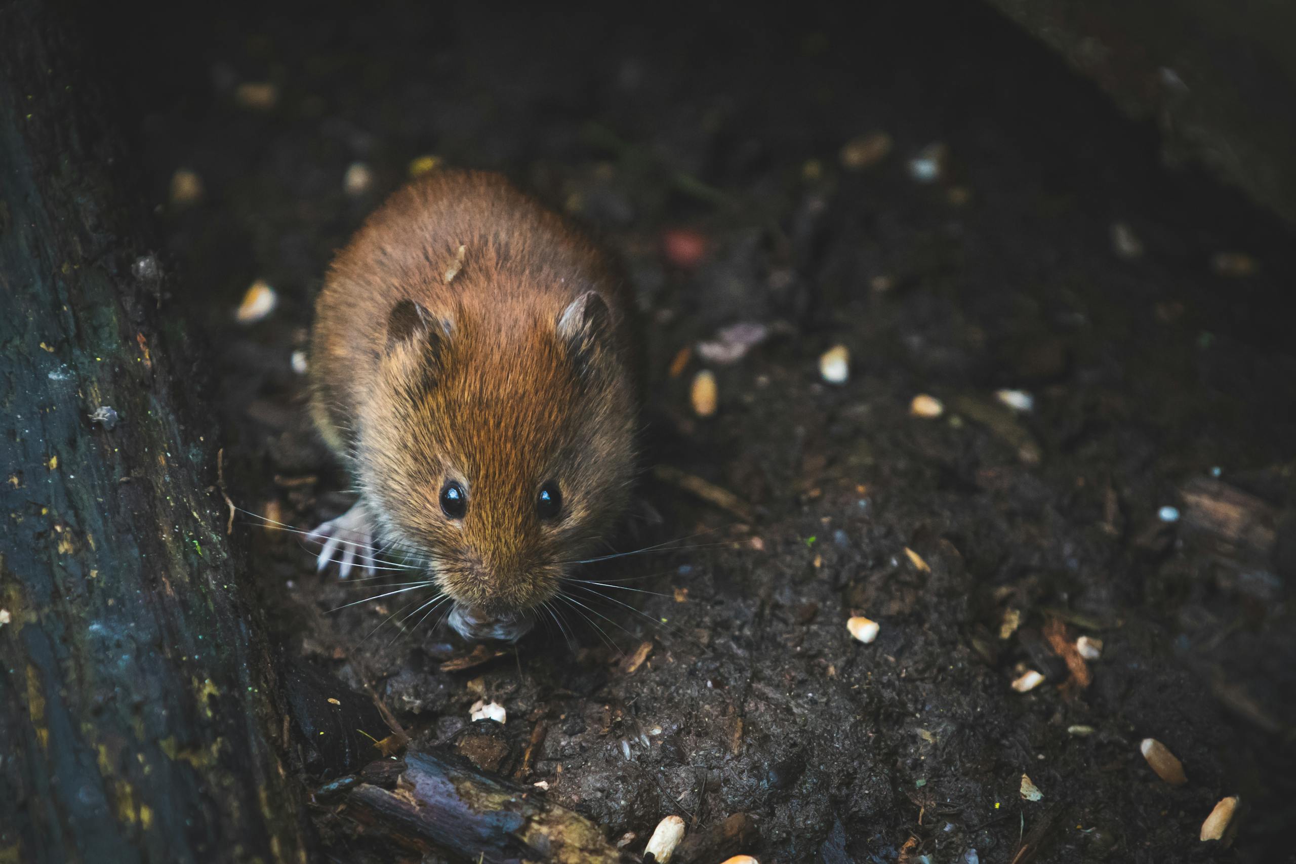 A close-up view of a brown field mouse sitting on soil surrounded by seeds.
