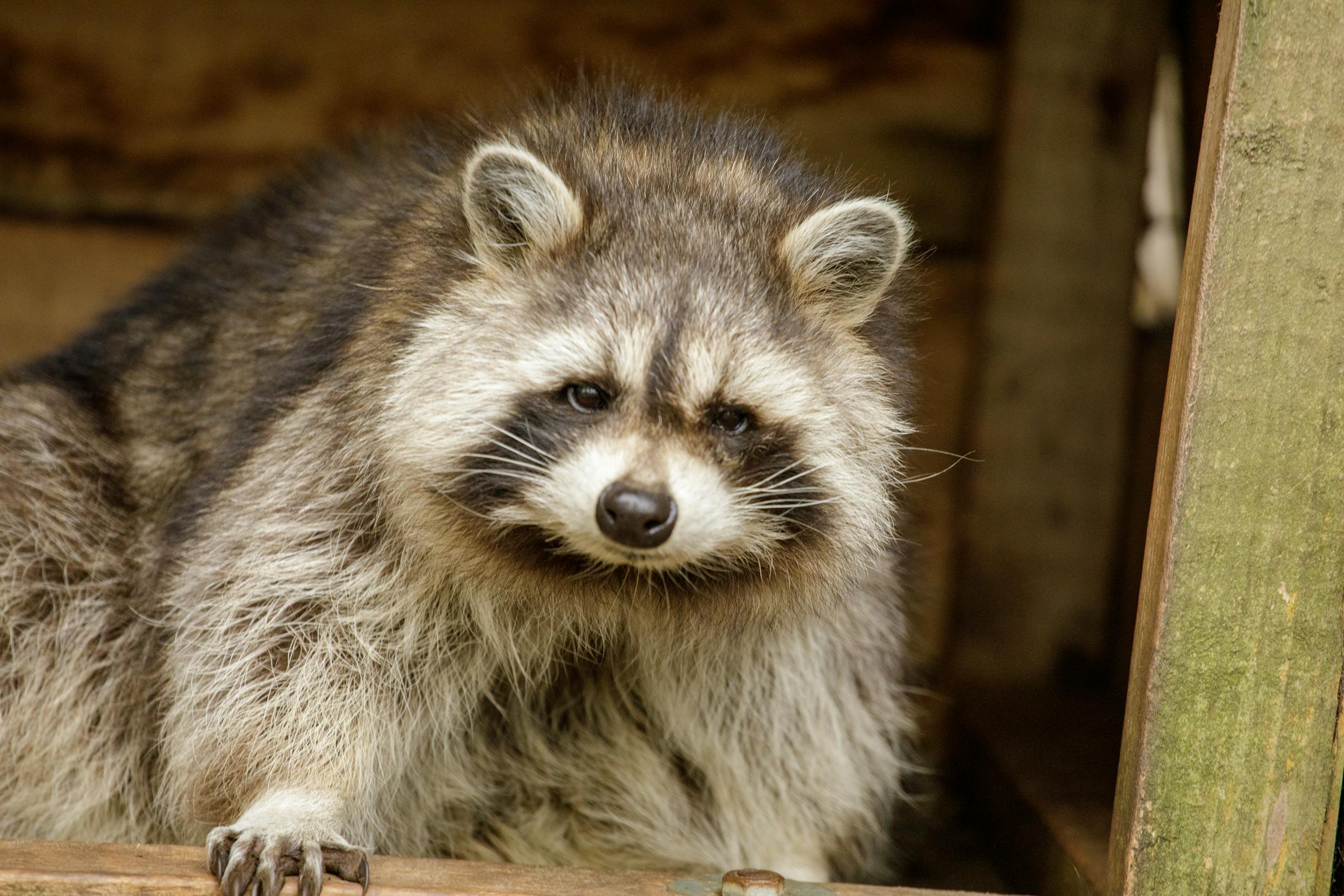 A close-up view of a raccoon peering curiously from a wooden shelter.