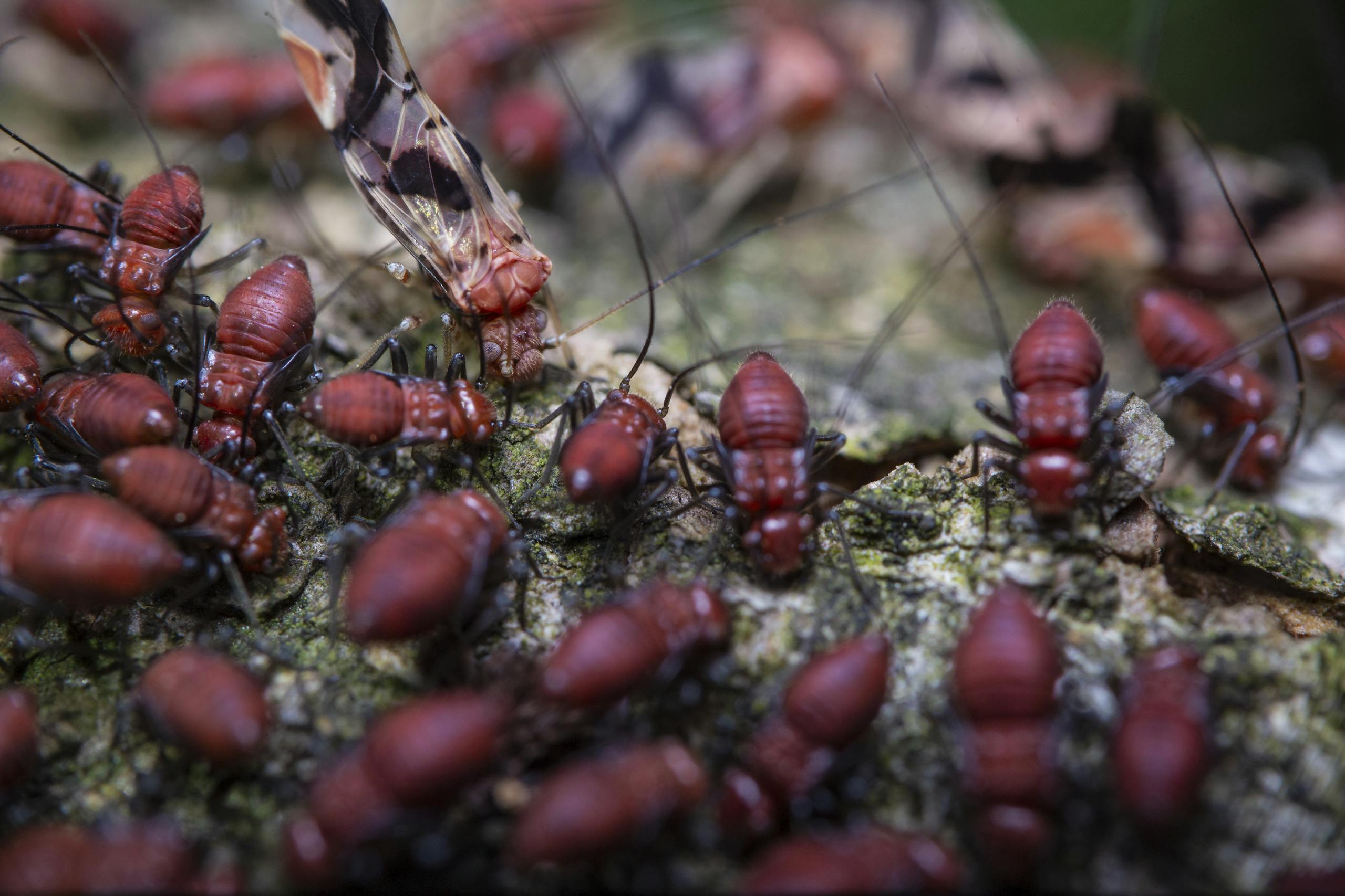 A detailed close-up of a colony of red termites on tree bark, showcasing nature's complexity and wildlife interaction.