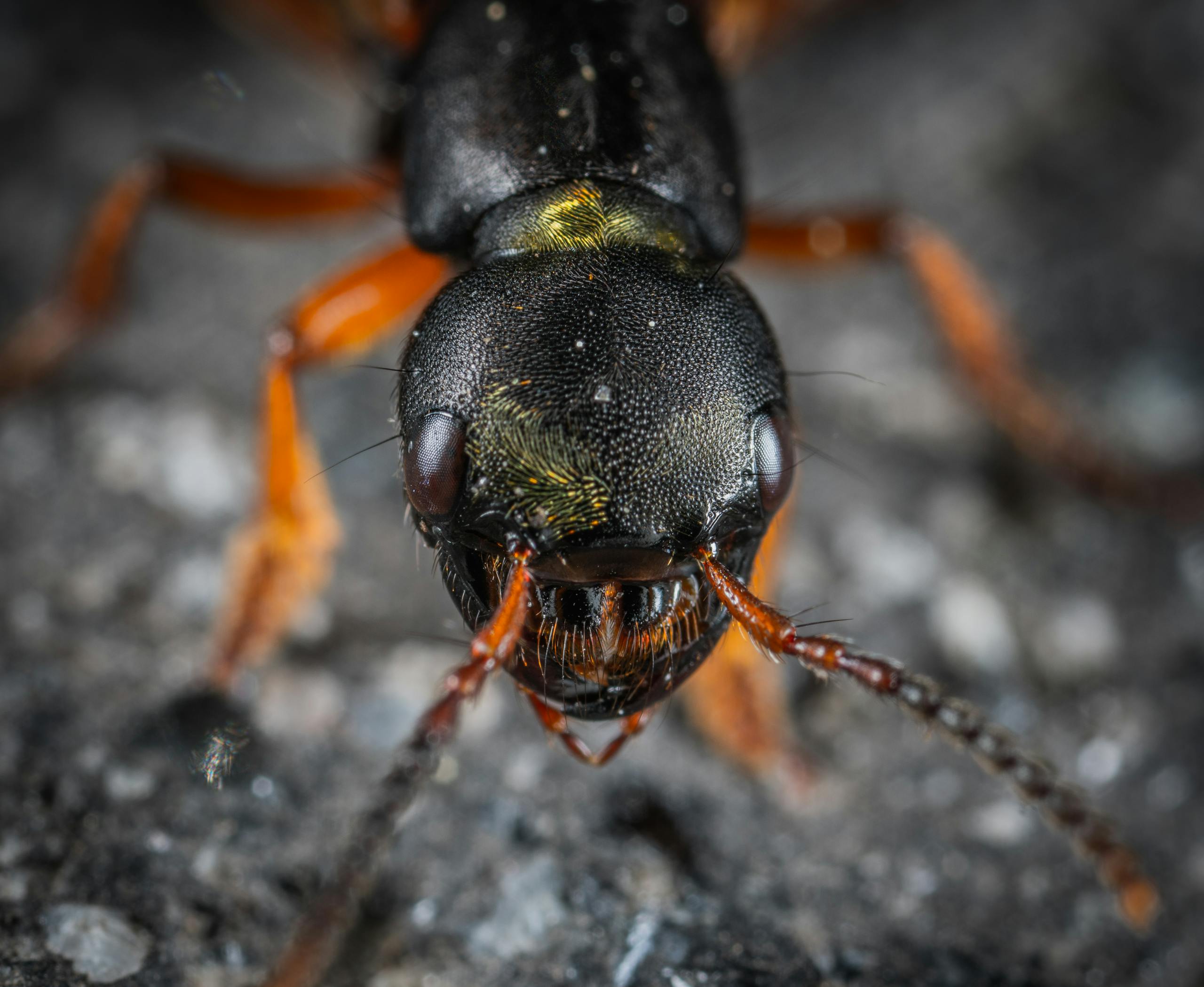 Close-up macro photograph showcasing the detailed features of an ant, focusing on the antennae and eyes.