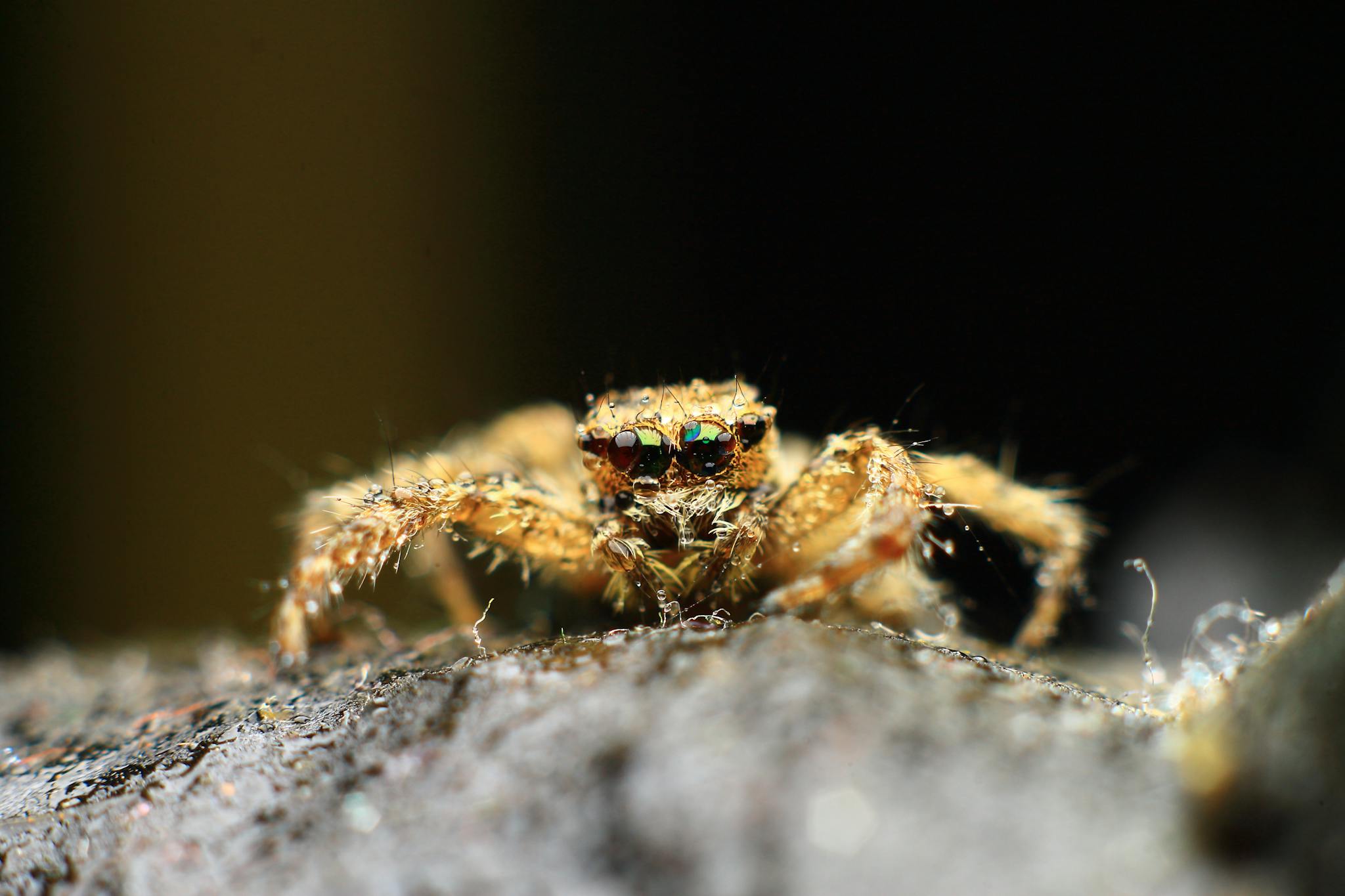 Detailed macro capture of a jumping spider showcasing its vibrant eyes and hairy body.
