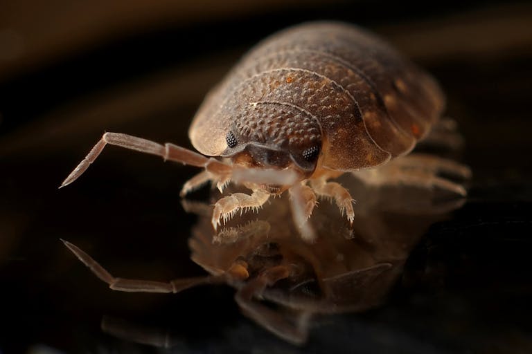North Lauderdale, FL. Detailed macro image of a bed bug reflecting on a surface, showcasing the insect's texture.