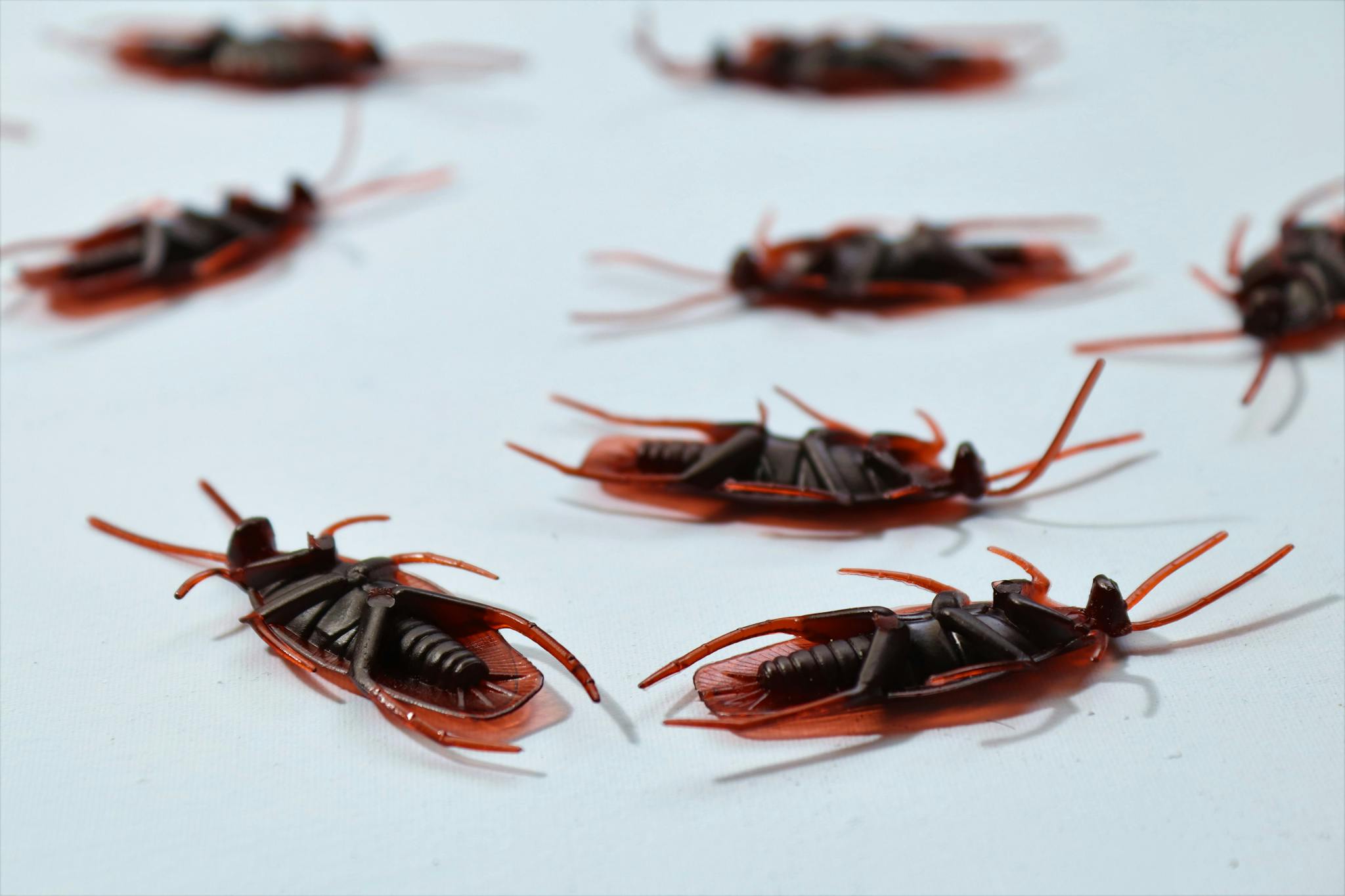 pest control Davie FL. cockroaches scattered on a white surface, depicting pest control.