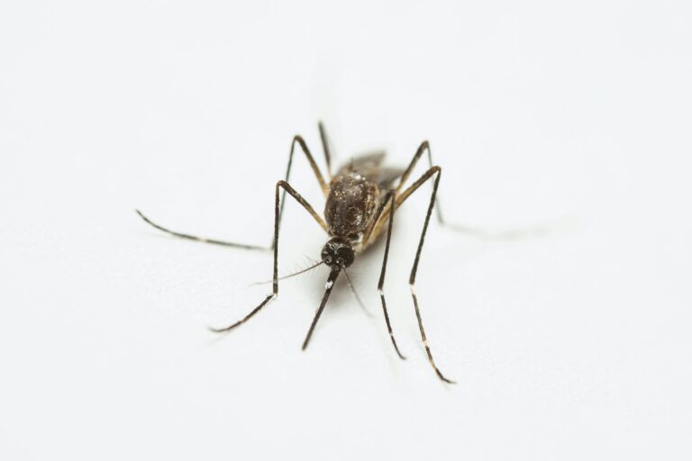 Pest Control Hallandale Beach, FL. Detailed macro shot highlighting a mosquito's texture and form on a white background.