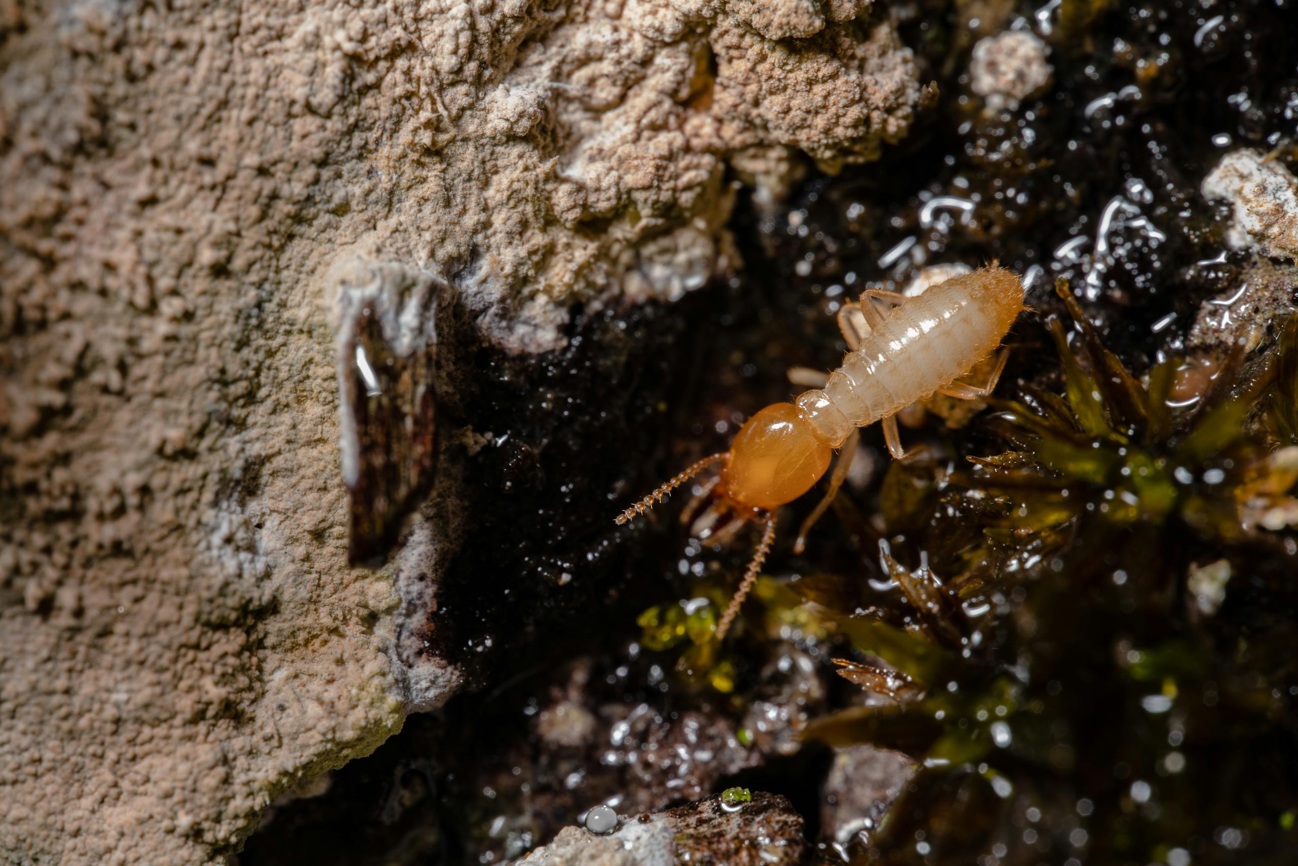 Pest control. Detailed macro shot of a termite on wood, showcasing insect behavior and texture.