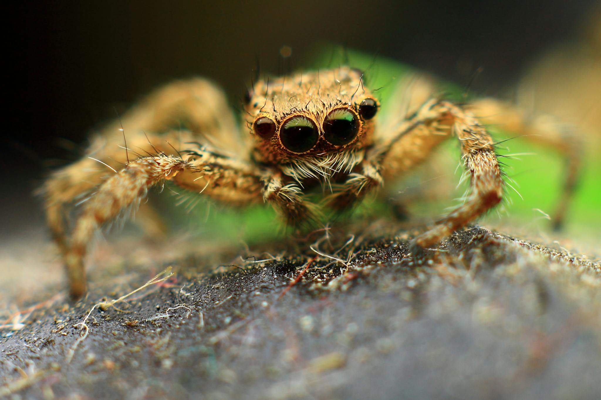 Macro shot of a brown jumping spider with detailed eyes and hairy legs outdoors.