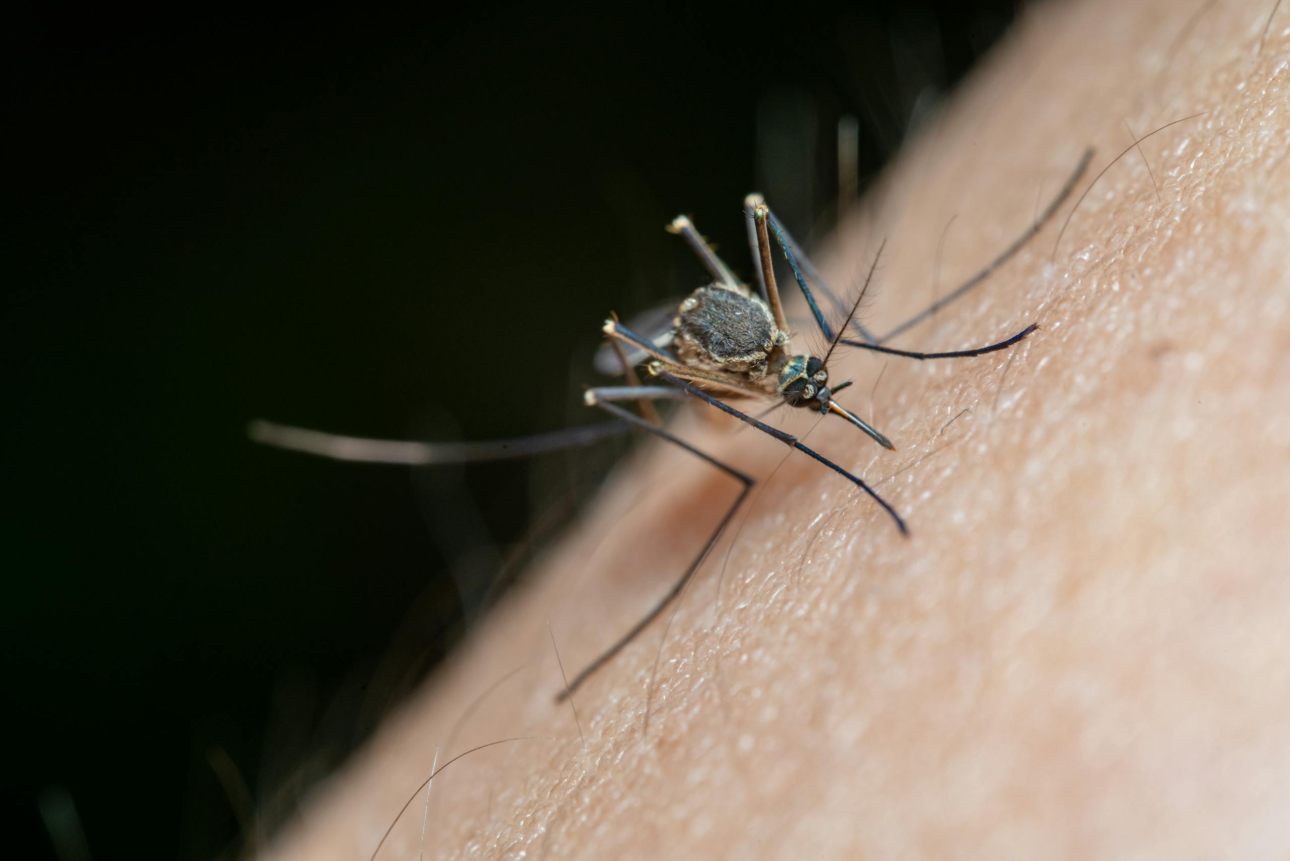 Detailed macro shot of a mosquito on human skin, highlighting nature and insect life. mosquito control South Florida