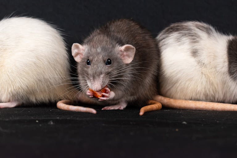pest control Coconut Creek, FL. Three domestic rats, including a gray rat, enjoying a snack in a close-up shot.