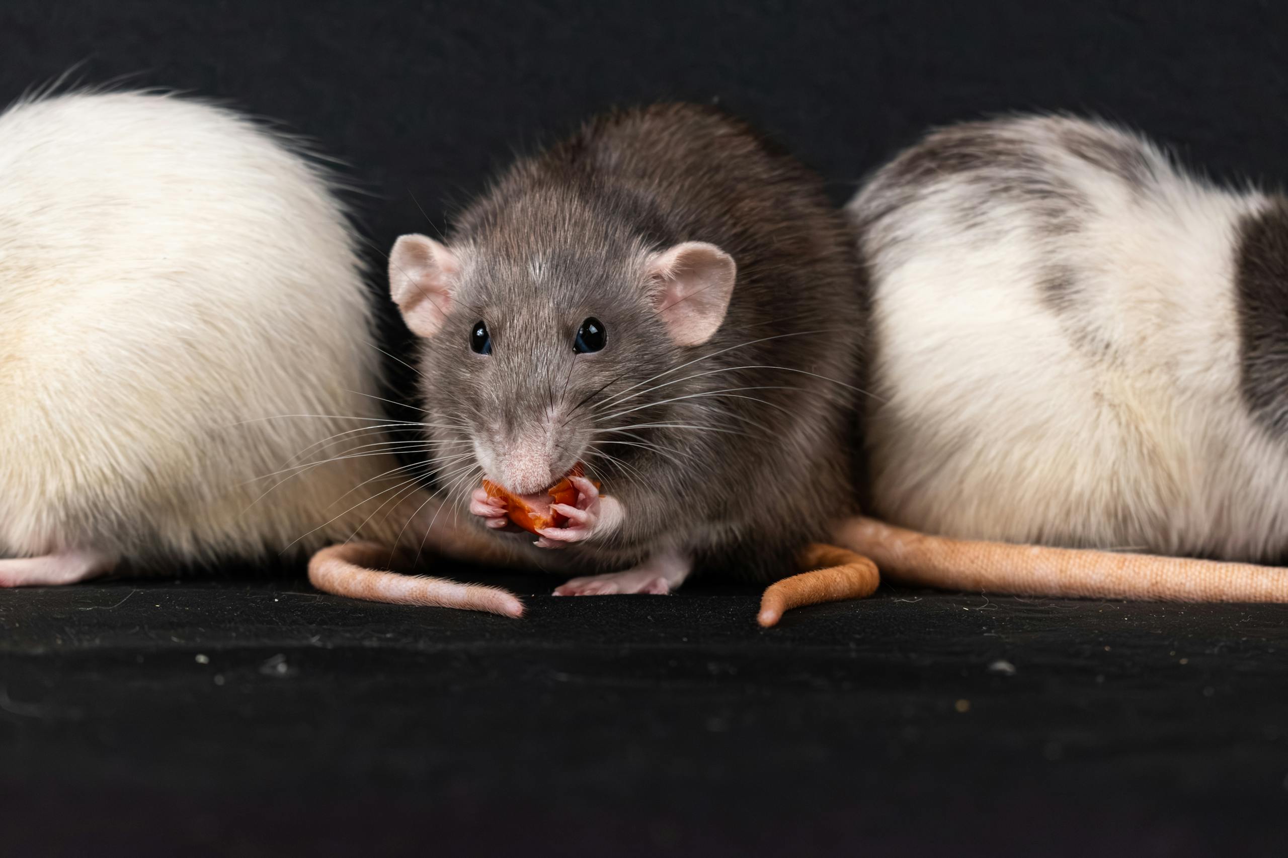 pest control Lighthouse Point FL. Three domestic rats, including a gray rat, enjoying a snack in a close-up shot.